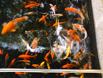 What is the different between these fishes with the fishy fishy in my blog??