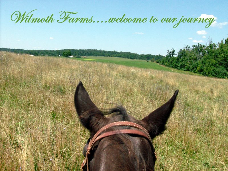 Wilmoth Farms