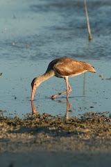 Juvenile White Ibis