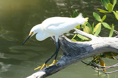 Snowy Egret