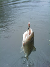 Amherst Stream Fishing