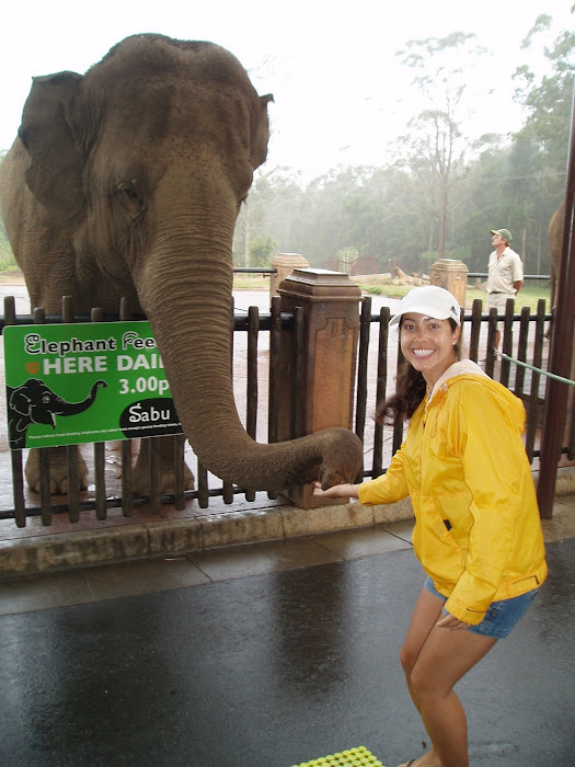 Elephant Feeding