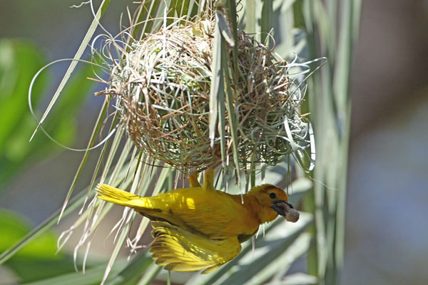 [Taveta-Golden-Weaver-BINNS-IMG_8533-copy.jpg]