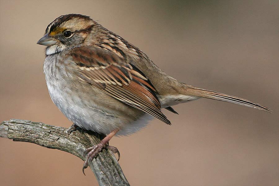 [White-throated-Sparrow-tan-.jpg]