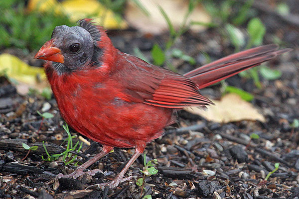 [bald-northern-cardinal-BINNS-IMG_5874-copy.jpg]