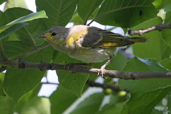 [yellow-warbler-juvenile-BINNS-IMG_7099-copy.jpg]