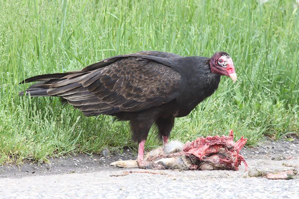 [turkey-vulture-and-roadkill-BINNS-IMG_2128-copy.jpg]