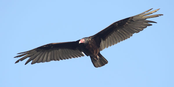 [turkey-vulture-flight-BINNS-IMG_0781-copy.jpg]