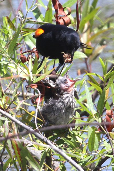 [red-winged-blackbird-feeding-young-BINNS-IMG_6758-copy.jpg]
