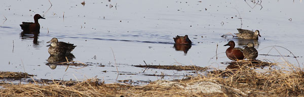 [cinnamon-teal-BINNS-IMG_7789.jpg]