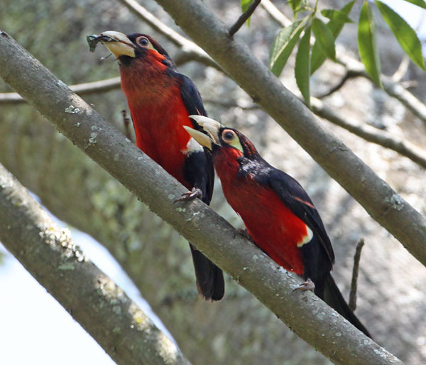 [double-toothed-barbets-BINNS-IMG_1928-copy.jpg]