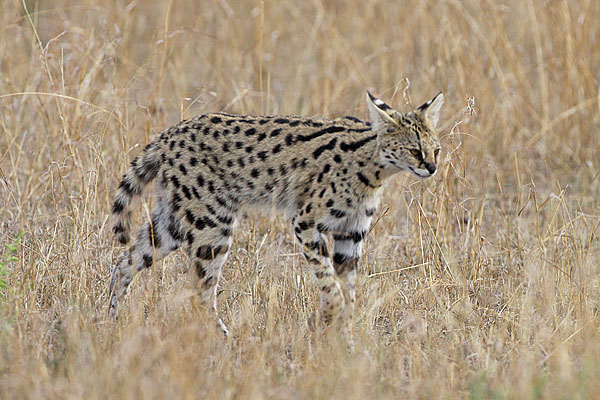 [serval-BINNS-IMG_2260-copy.jpg]