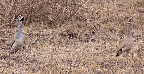 [white-bellied-bustards-duetting-BINNS-IMG_2112-copy.jpg]