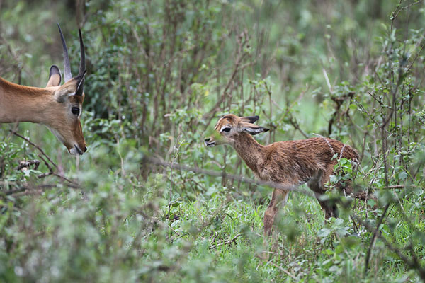 [Impala-newborns-takes-first-steps-BINNS-IMG_5121-copy.jpg]