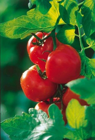 [tomates_folhas.bmp]