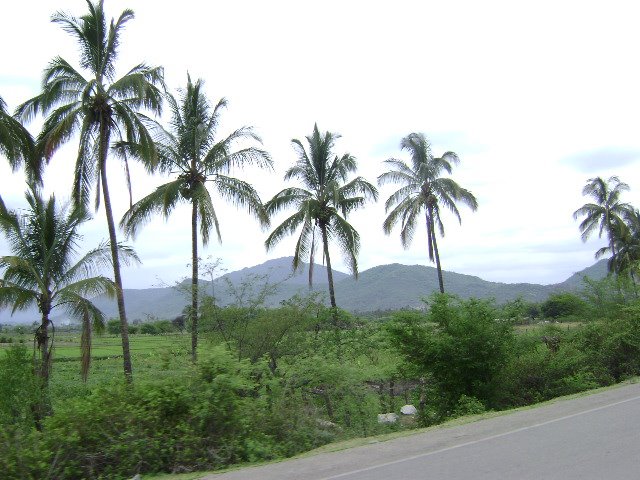 LAS PALMERAS HACEN DE LA HUAQUILLA UN HERMOSO PAISAJE