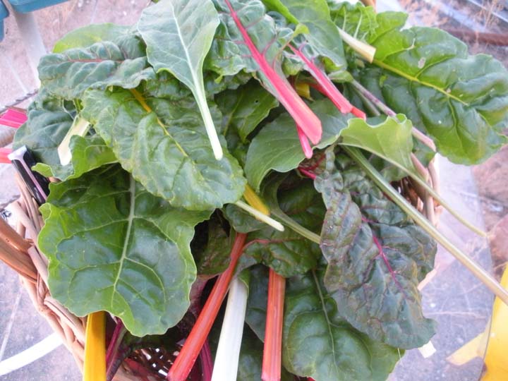 [swisschard3.jpg]