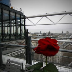 Une rose à Paris