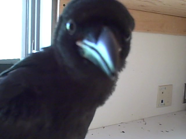[Confiscated+Crow+pic+2.jpg]