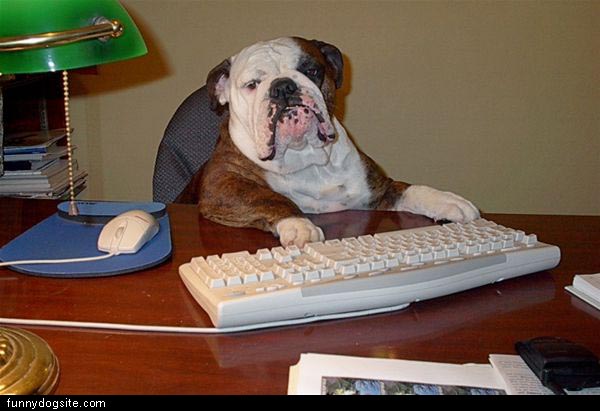 Computer_Dog.jpg