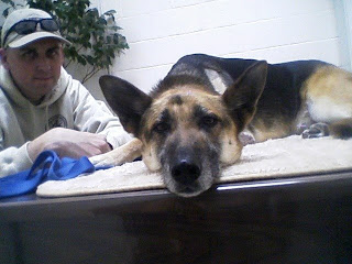 Accupunture Therapy for Three Legged GSD Montana