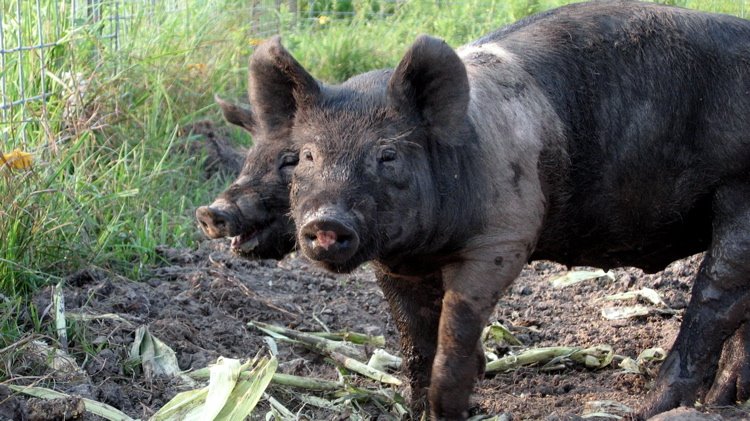 [cornpiggies]