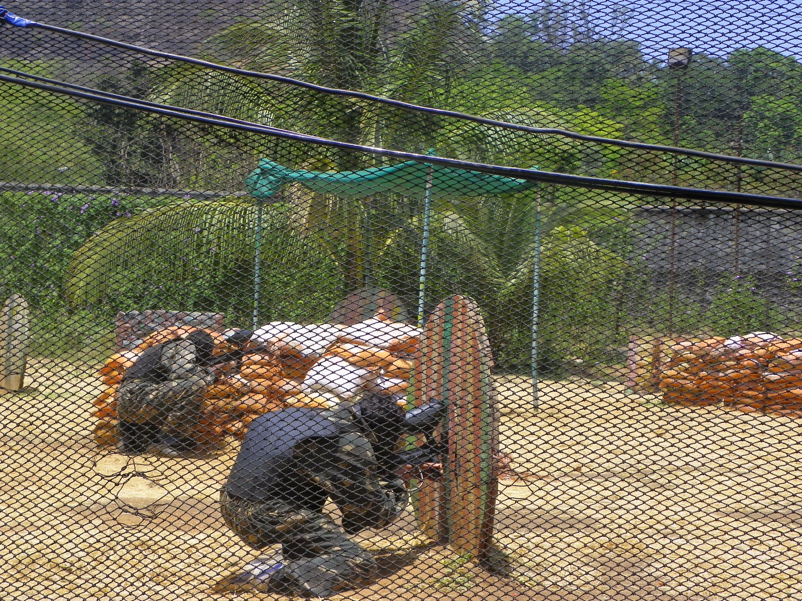 Extreme EcoAdventure Paintball Fight Club