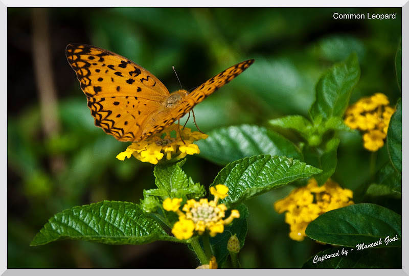 Mahim Nature Park Methodology Mahim Nature Park Methodology