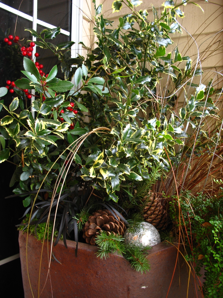 The Plant Hunter Boxwood Alternatives