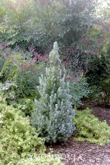 A Guide To Northeastern Gardening Dwarf Globe Conifers In The