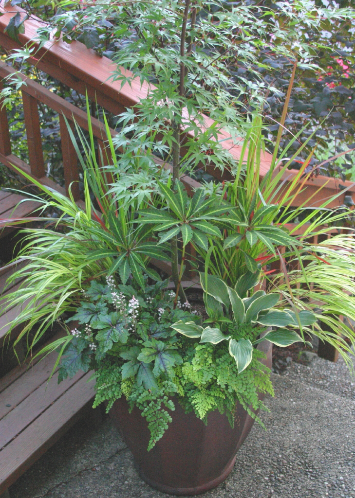 Plant Inventory At 20 Timothy Salix Integra Dappled Willow