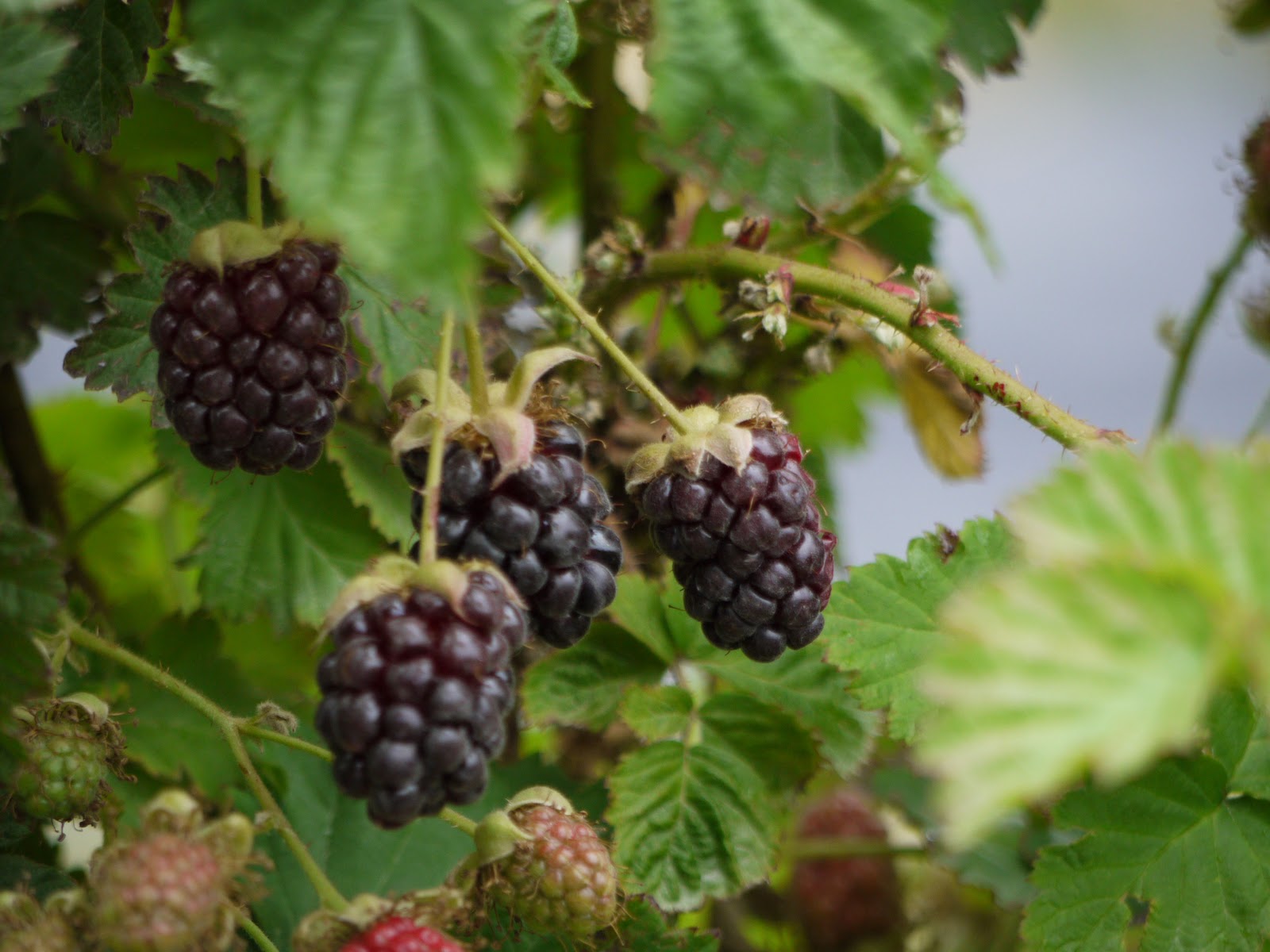 Wharekai Boysenberries Boysenberry Season!