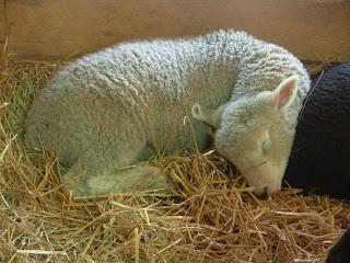 it has become a tradition to go to the nh sheep and wool festival for