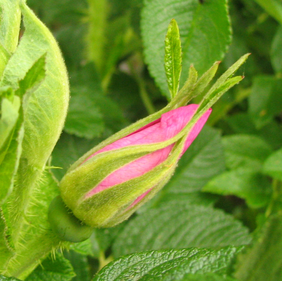 Bud To Flower