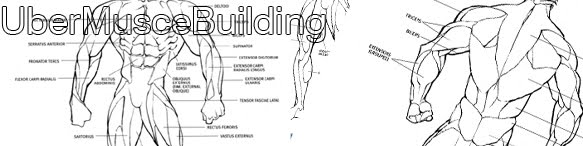 UberMuscleBuilding