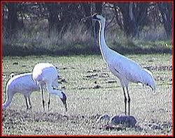 Several Whooping Cranes