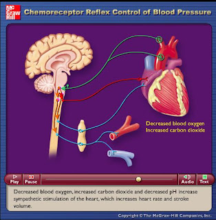 chemoreceptor physiology reflex pressure blood control play