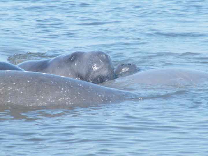 Manatees In Cocoa Beach Florida
