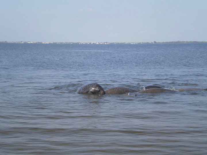 Manatees In Cocoa Beach Florida (Pic 2)