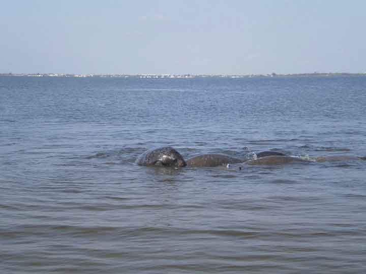 Manatees In Cocoa Beach Florida (Pic 2)
