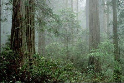 [floresta.bmp]