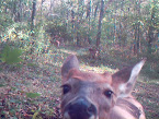 Trail Cam