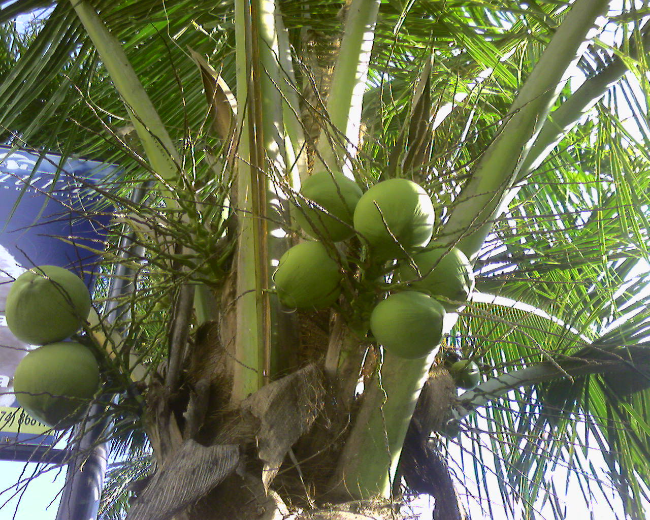 Daun Kelapa