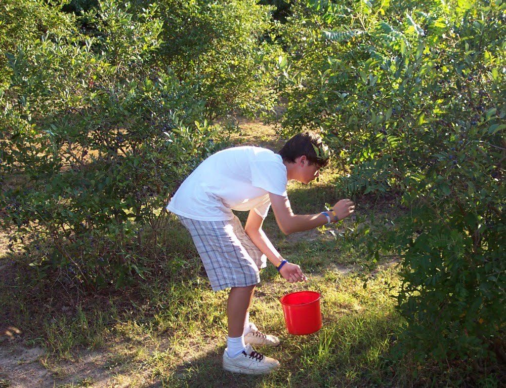Picking Cocoa Beans