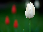 tulip putih