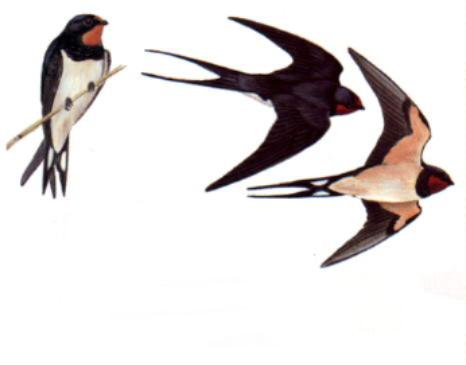 Suar Walet Cek Lokasi Mp3