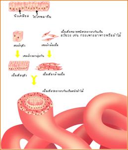 ลำไส้เล็ก