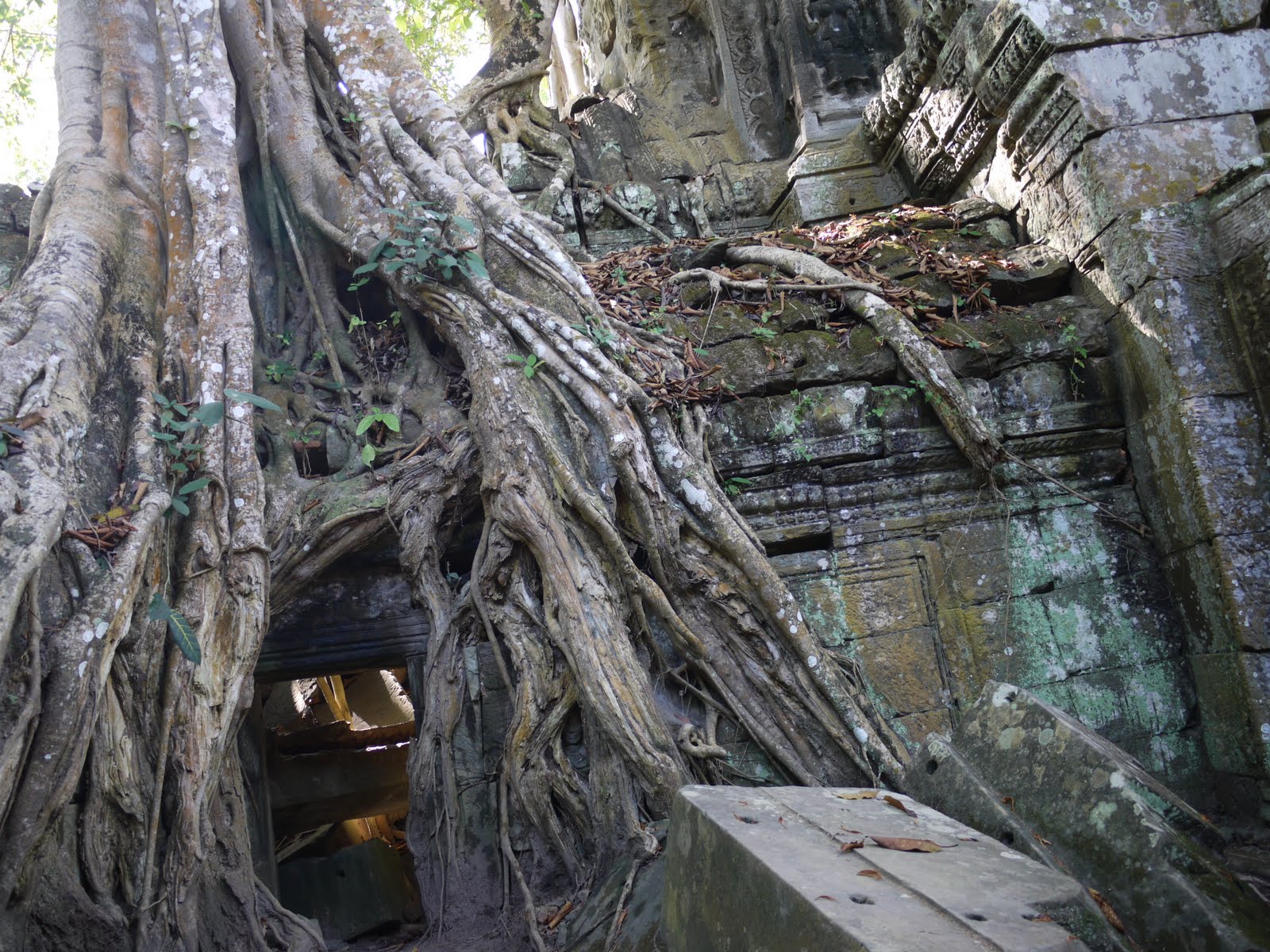 [AW+Ta+Prohm+big+tree.JPG]