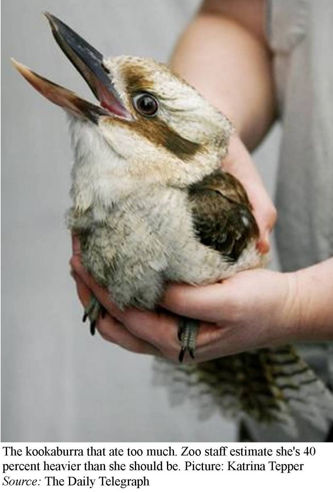 Big Australian Birds