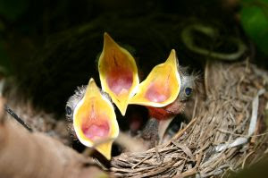 birds and babies